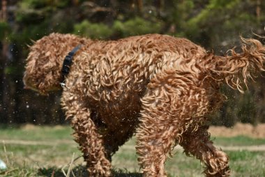 Köpek Cocker Spaniel çimenlerde yatıyor.