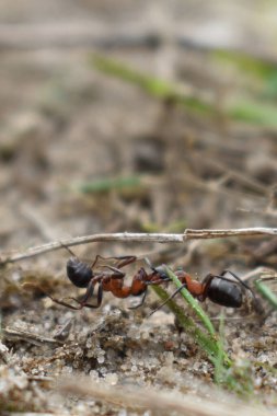 Karınca başka bir karınca taşıyor