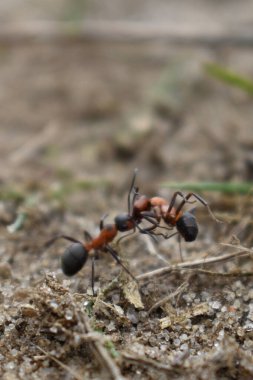 Karınca başka bir karınca taşıyor