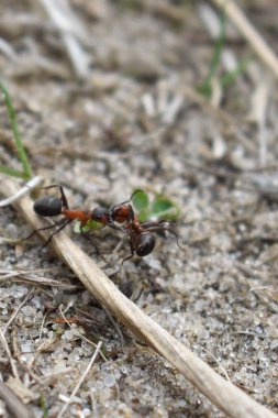 Karınca başka bir karınca taşıyor