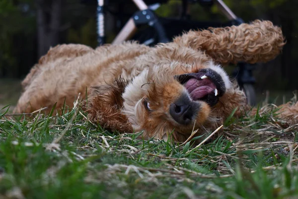 Cane Cocker Spaniel Sdraiato Nell Erba — Foto Stock