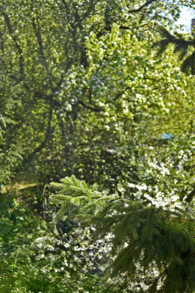 Alberi Mele Fiore Nel Giardino Della Città — Foto Stock