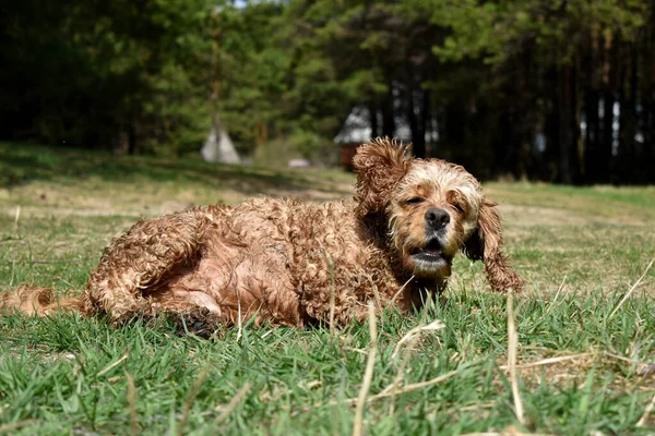 犬のコッカー スパニエルが草の中に横たわっていた — ストック写真
