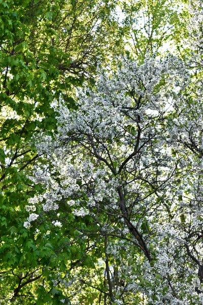 Kvetoucí Jabloně Městské Zahradě Při Západu Slunce — Stock fotografie