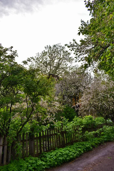 Bloeiende Appelbomen Stadstuin Bij Zonsondergang — Stockfoto