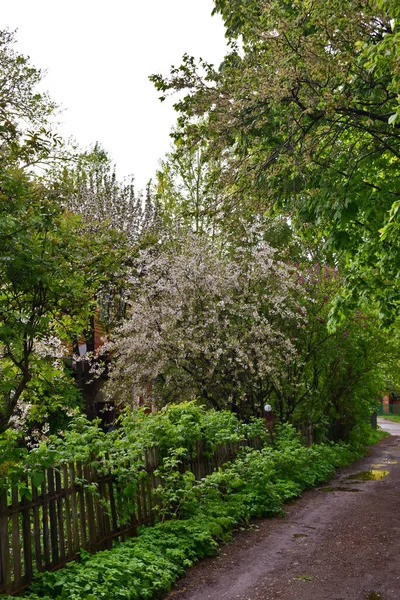 Alberi Mele Fiore Nel Giardino Della Città Tramonto — Foto Stock