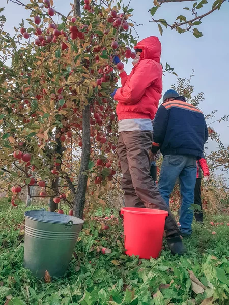 Människor trädgårdsmästare samla mogna äpplen från träden i hinkar, skörd, skörd, människor klädda i jackor och mössor, höst — Stockfoto