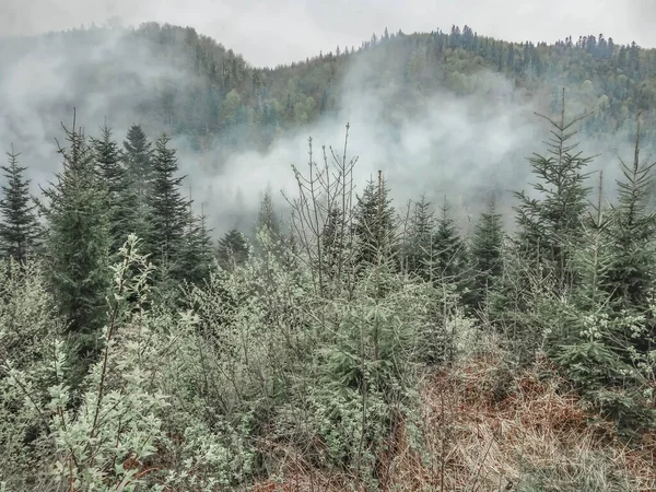 Paisagem de natureza selvagem ucraniana. Montanhas arborizadas em fumo. Floresta conífera mágica das montanhas dos Cárpatos. Nevoeiro da manhã acima das coníferas verdes . — Fotografia de Stock