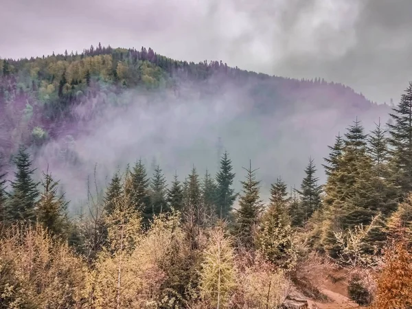 Lindo pinhal verde coberto pelo nevoeiro da manhã, a fumaça roxa sobe sobre as copas das árvores nos Cárpatos ucranianos — Fotografia de Stock