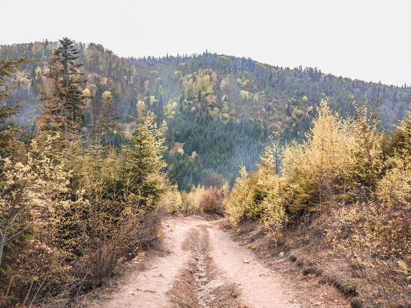 A trilha cênica nas terras altas em meio a florestas e montanhas, vida selvagem — Fotografia de Stock