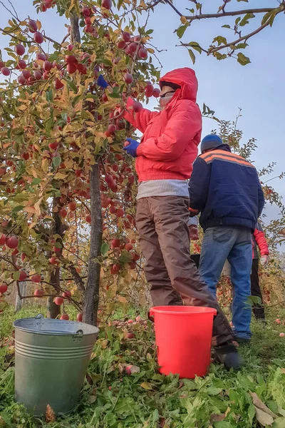 Los jardineros recogen las manzanas maduras de los árboles en cubos, cosechan, cosechan, gente vestida con chaquetas y gorras, otoño — Foto de Stock