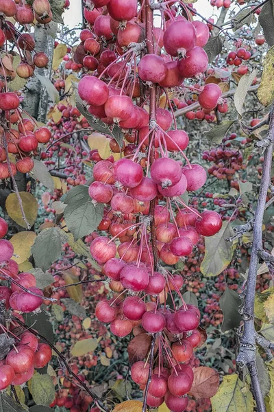 Maçãs vermelhas maduras crescem densamente em ramos de caranguejo também conhecido como árvore de maçã de folhas de ameixa ou chinesa, colheita de outono — Fotografia de Stock