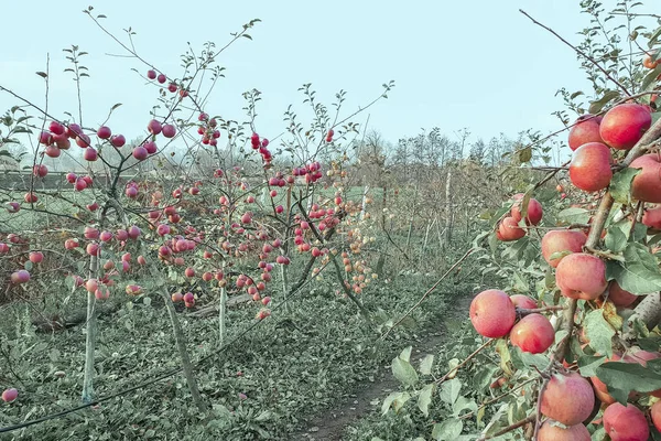 Modern almaültetvény. Almafák sorai nőnek egy gyümölcsösben, almafarmon. Érett vörös alma betakarításra és kivitelre — Stock Fotó