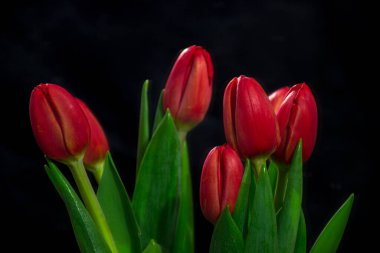 Siyah arkaplanda kırmızı laleler.