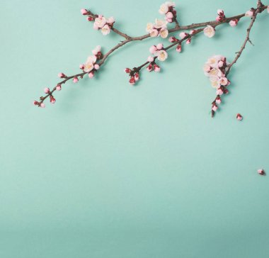 Bahar çiçekli mavi bir arka plan üzerinde bir erik ağacı dalı. Yukarıdan görüntülemek.