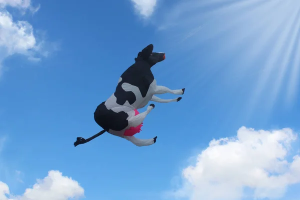 牛として凧します。 — ストック写真