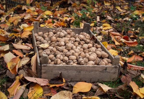 Walnüsse sind das gesündeste und gesündeste Lebensmittel — Stockfoto