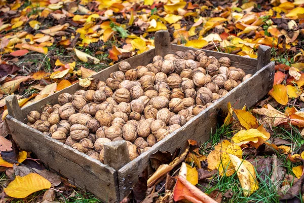 Las nueces son el alimento más saludable y saludable —  Fotos de Stock