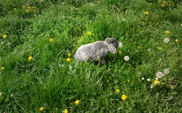Yeşil çimenlikteki gri tavşan bir karahindiba kokluyor. Hayret verici hayvan sahneleri. Güzelliğin gücü.