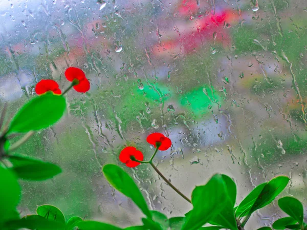 Маленькие Красные Крытые Цветы Крупным Планом Фоне Окна Мокрого Дождя — стоковое фото