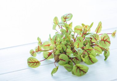 Salata bir beyaz tahta üzerinde filizlenir. Yeşil salata büyüyen