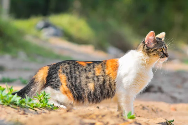 Beautiful white, black and orange cat outdoors, playing and exploring the field. With a strong look.  This cat has 3 colors.