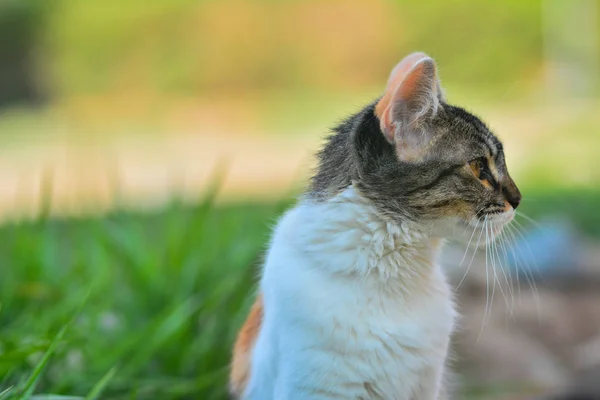 Kočka Krásnými Oči Venku Den Terénu — Stock fotografie