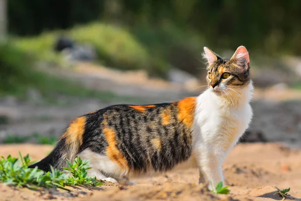 Güzel gözleri açık havada kedi, alanında gün.