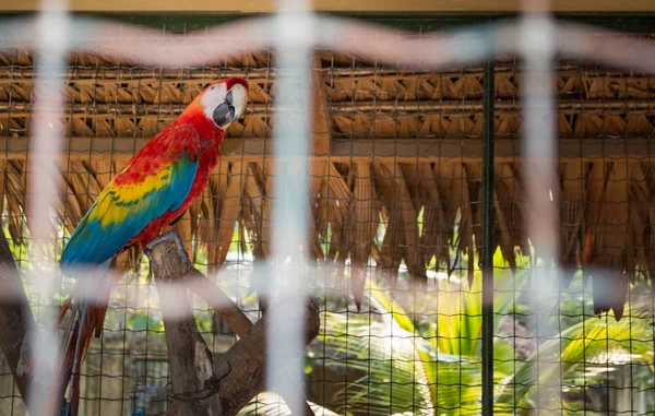 Amerika papağanı papağan bir hayvanat bahçesi kafese izole. Beyaz çubukları özgürlüğünü engellemek.