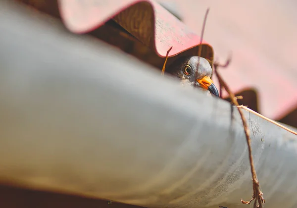 Güvercin yuvasına onun bebeklerde önemser. Yuvadan bir ev sefalet içinde olduğunu. Evin çatısı kırmızıdır.