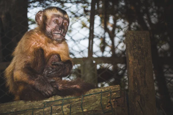 küçük maymun Hayvanat Bahçesi