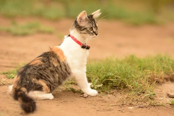 Küçük beyaz kedi ile oynarken ve poz noktalar. Bir narural ortamında.
