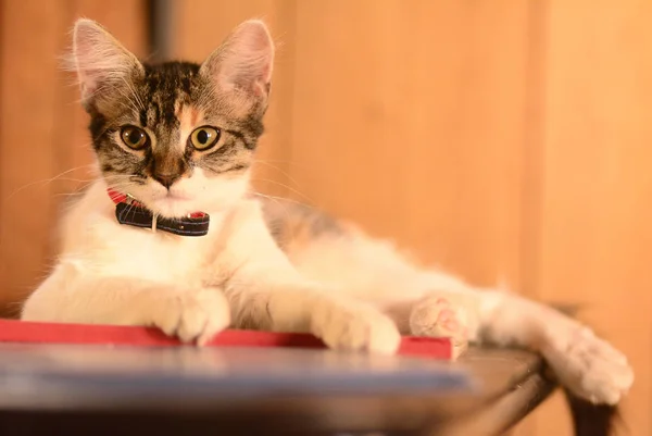 Küçük beyaz kedi ile oynarken ve poz noktalar. Bir narural ortamında.