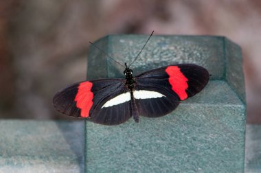 Schmetterlinge sind zarte Geschpfe unserer Natur