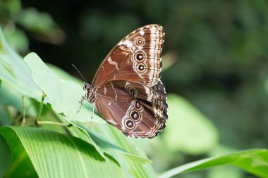 Schmetterlinge sind zarte Geschpfe unserer Natur