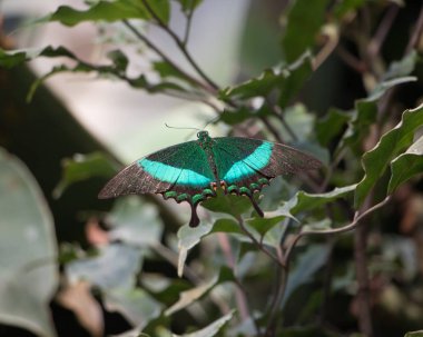 Schmetterlinge sind zarte Geschpfe unserer Natur