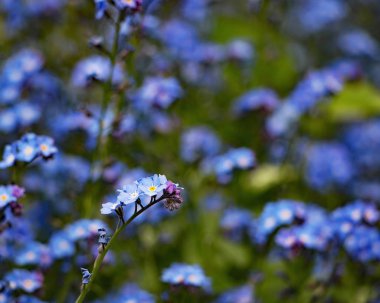 Blueten in allen frben begleiten uns wenn die Natur erwacht.