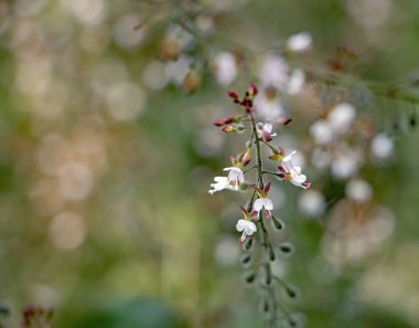 Bahçedeki çiçekler