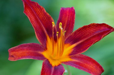 Bahçedeki çiçekler