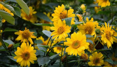 Bahçedeki çiçekler