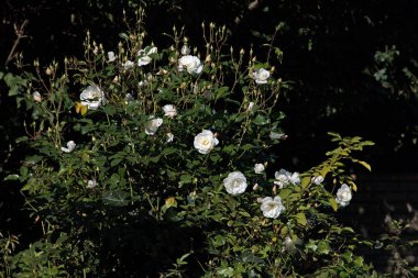 Bahçedeki çiçekler