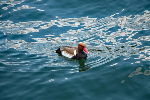 Ente gut alles gut — Zdjęcie stockowe