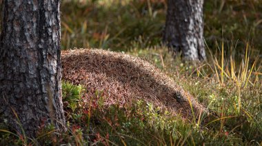 Ant hill, orman,