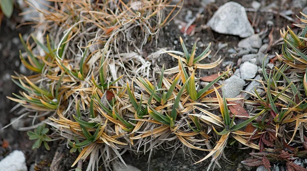 Ervas silvestres montanhas suíças — Fotografia de Stock