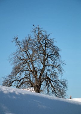 Kuş ağacı kışın raven