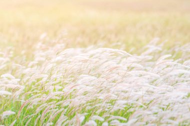 Yaz arkaplanı, rüzgarda esen kuru çimen çiçeği, mavi gökyüzü arka planıyla rüzgarda sallanan kırmızı kamış.