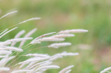 Yaz arkaplanı, rüzgarda esen kuru çimen çiçeği, mavi gökyüzü arka planıyla rüzgarda sallanan kırmızı kamış.