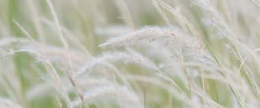 Yaz arkaplanı, rüzgarda esen kuru çimen çiçeği, rüzgarda sallanan kırmızı kamış, güzel doğa arka planı.