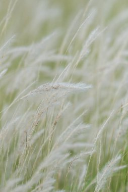 Yaz arkaplanı, rüzgarda esen kuru çimen çiçeği, rüzgarda sallanan kırmızı kamış, güzel doğa arka planı.