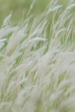 Yaz arkaplanı, rüzgarda esen kuru çimen çiçeği, rüzgarda sallanan kırmızı kamış, güzel doğa arka planı.